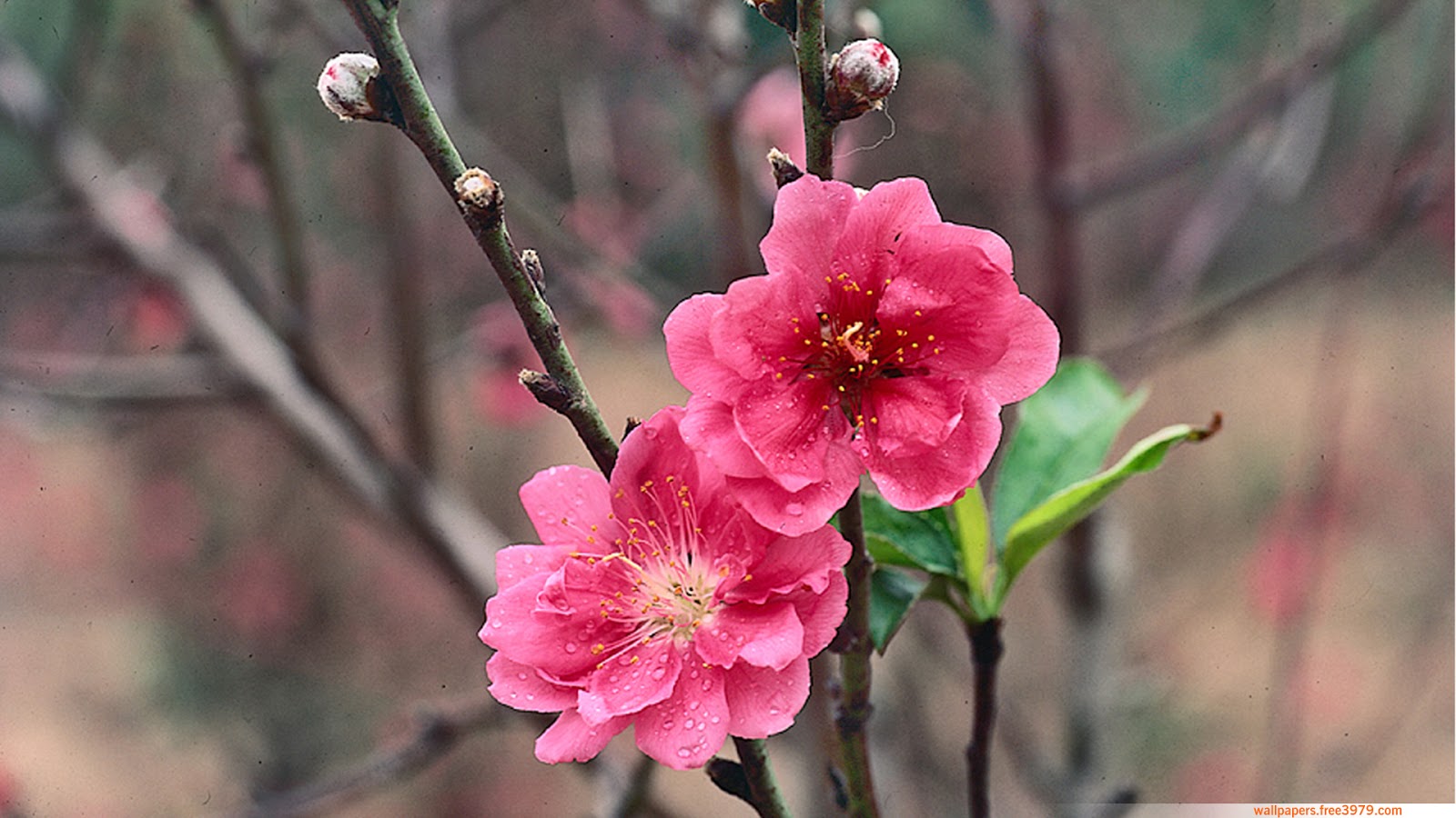 flower blossom wallpaper,flowering plant,flower,petal,plant,pink