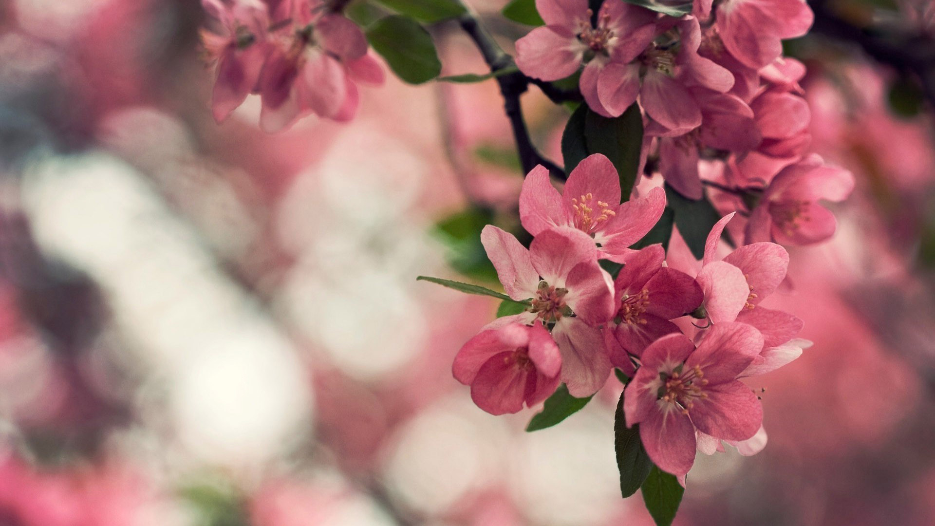 flower blossom wallpaper,flower,pink,petal,spring,blossom