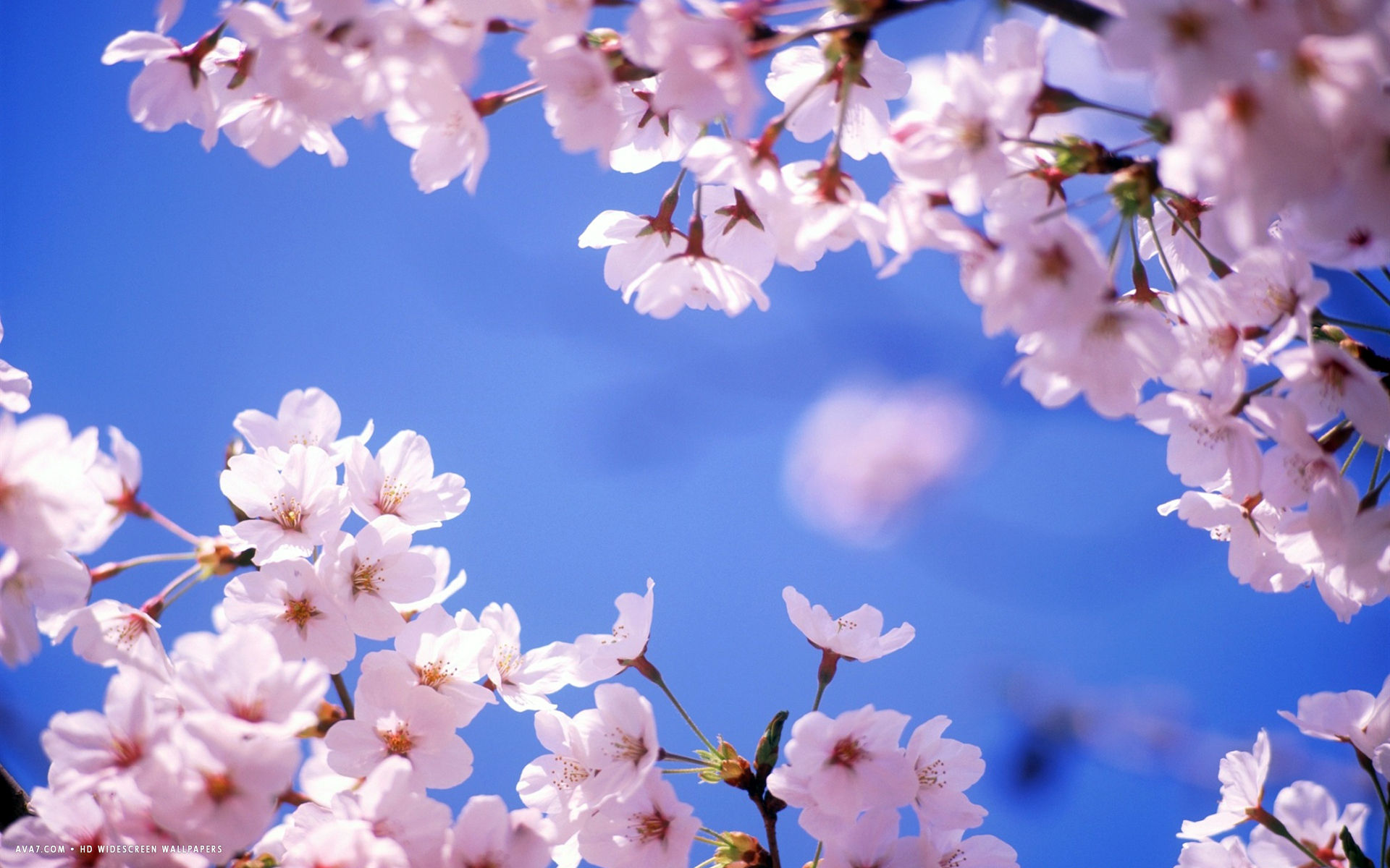 花の花の壁紙,花,花,春,桜の花,青い