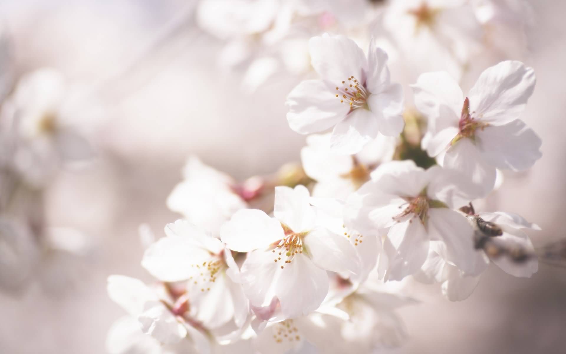 flor flor fondo de pantalla,flor,florecer,pétalo,flor de cerezo,primavera