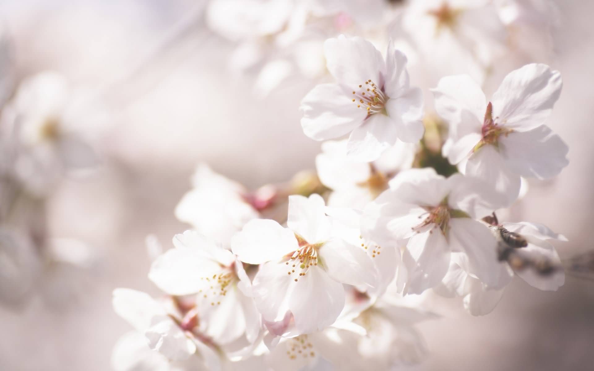 blumenblütentapete,blume,blühen,blütenblatt,kirschblüte,frühling