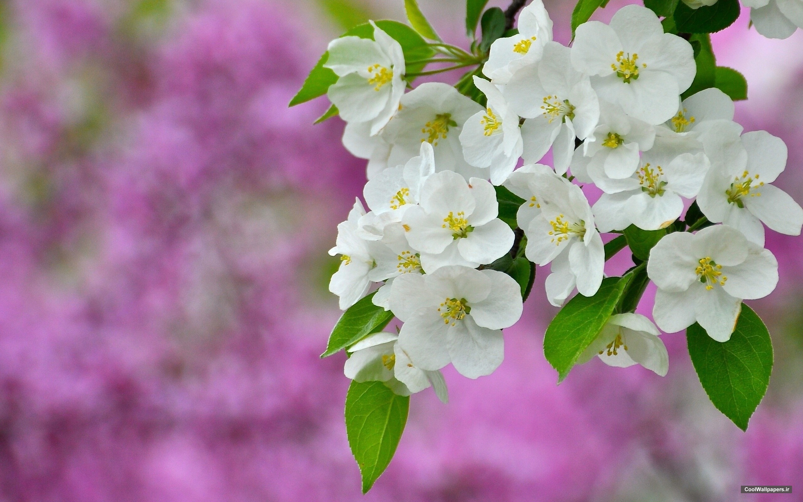 carta da parati a fiori hd 1080p,fiore,pianta fiorita,bianca,petalo,pianta