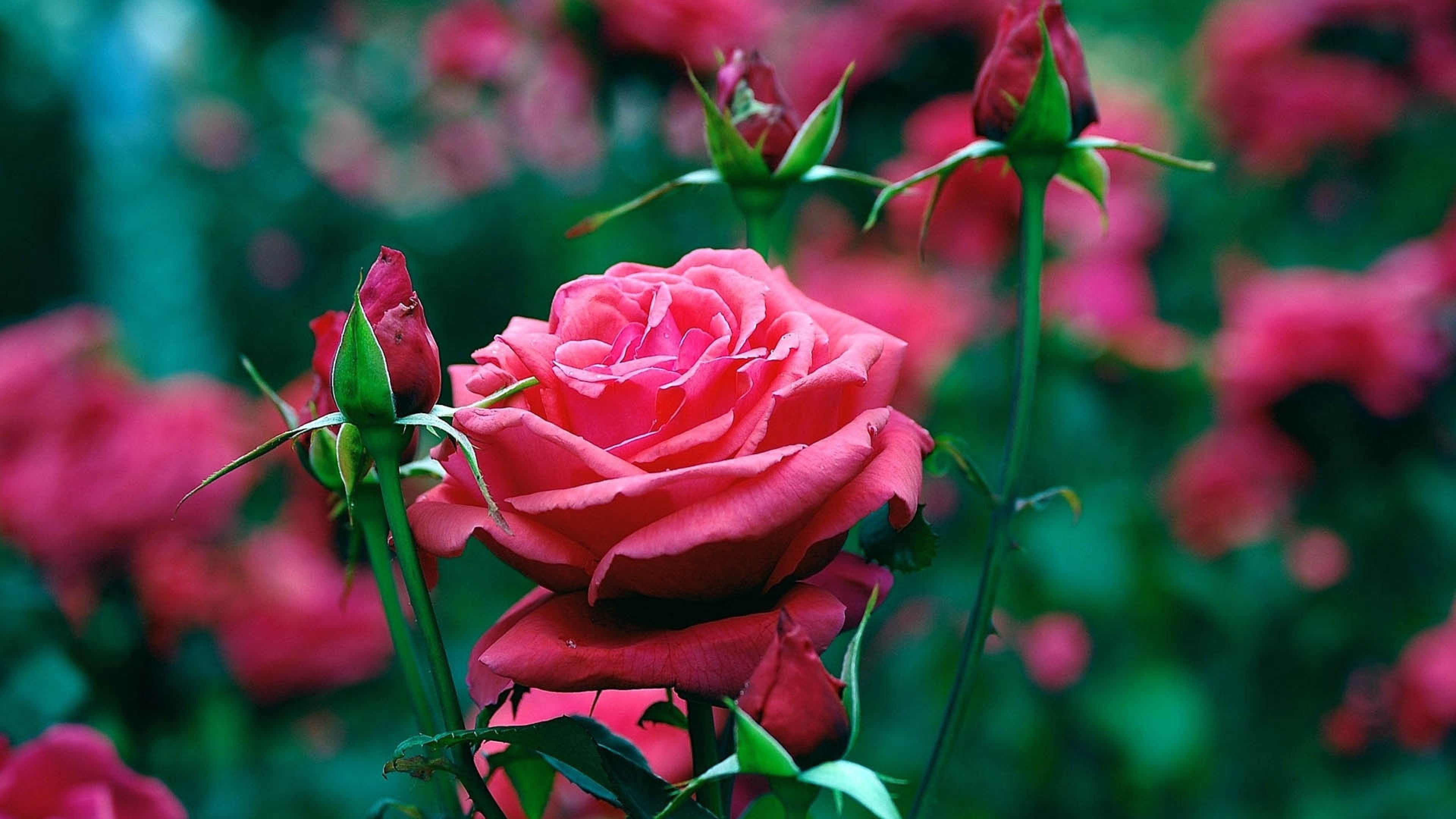 flower wallpaper hd 1080p,flower,flowering plant,garden roses,petal,pink