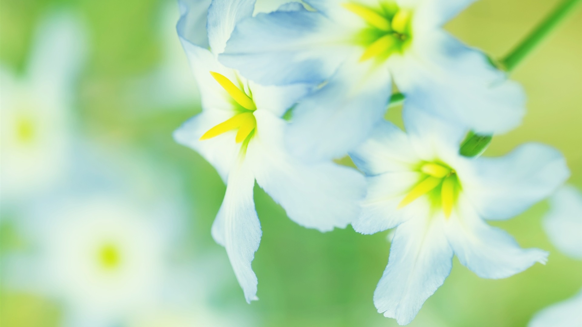 carta da parati a fiori hd 1080p,pianta fiorita,petalo,bianca,fiore,pianta