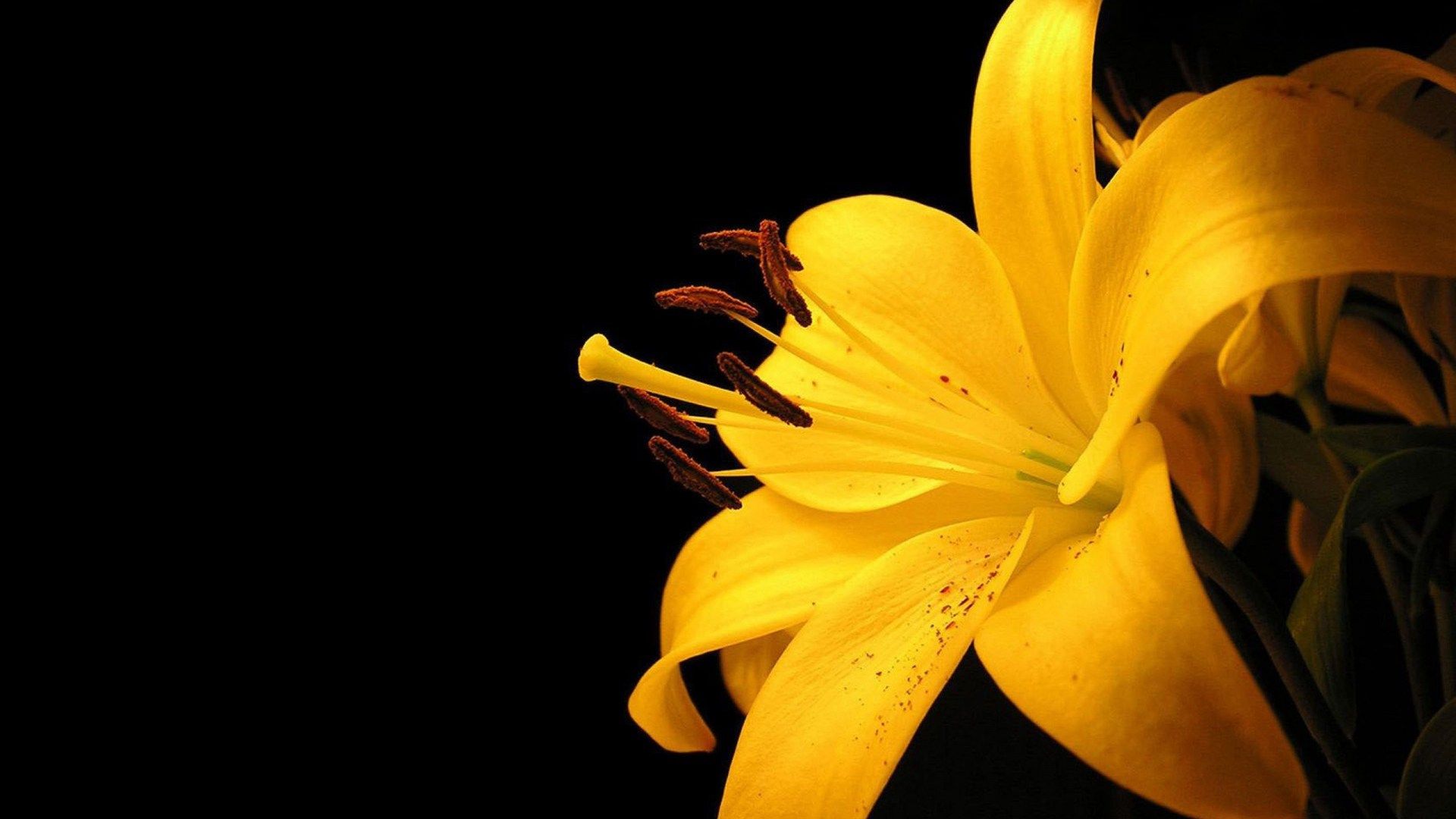 꽃 벽지 hd 1080p,노랑,백합,꽃잎,꽃,식물
