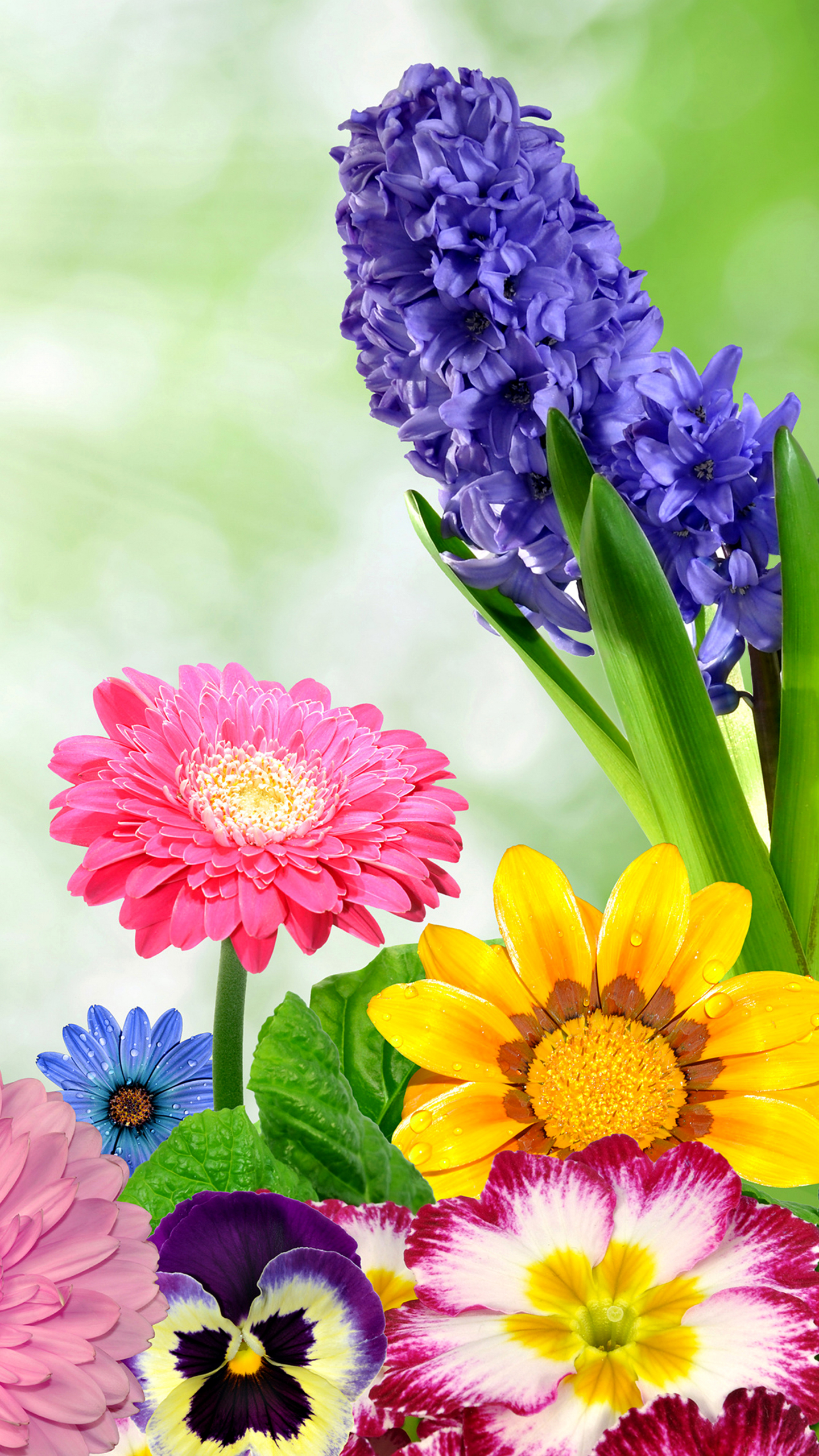 papel tapiz floral supremo,flor,planta floreciendo,planta,pétalo,violeta