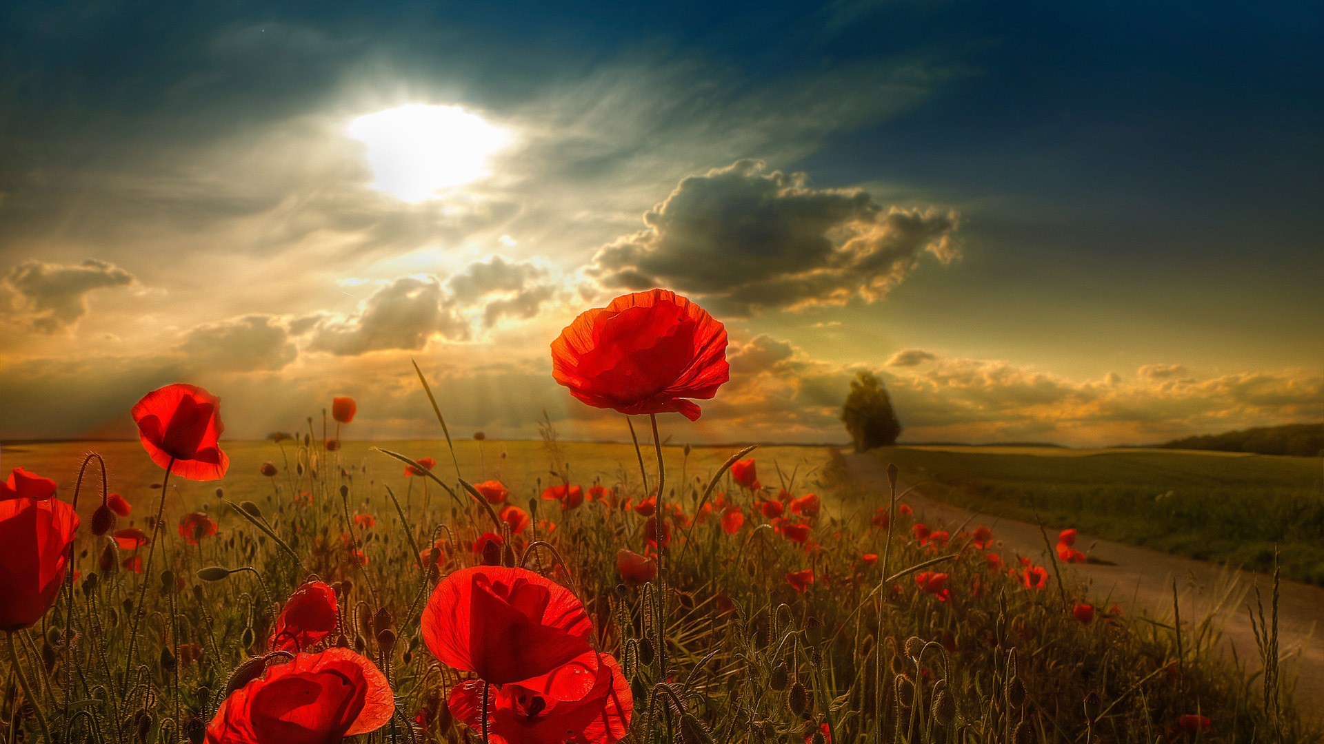 red and brown wallpaper,sky,natural landscape,nature,red,flower