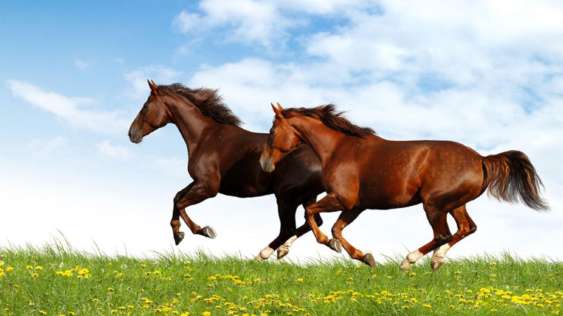 papel tapiz rojo y marrón,caballo,melena,mustang caballo,semental,pradera