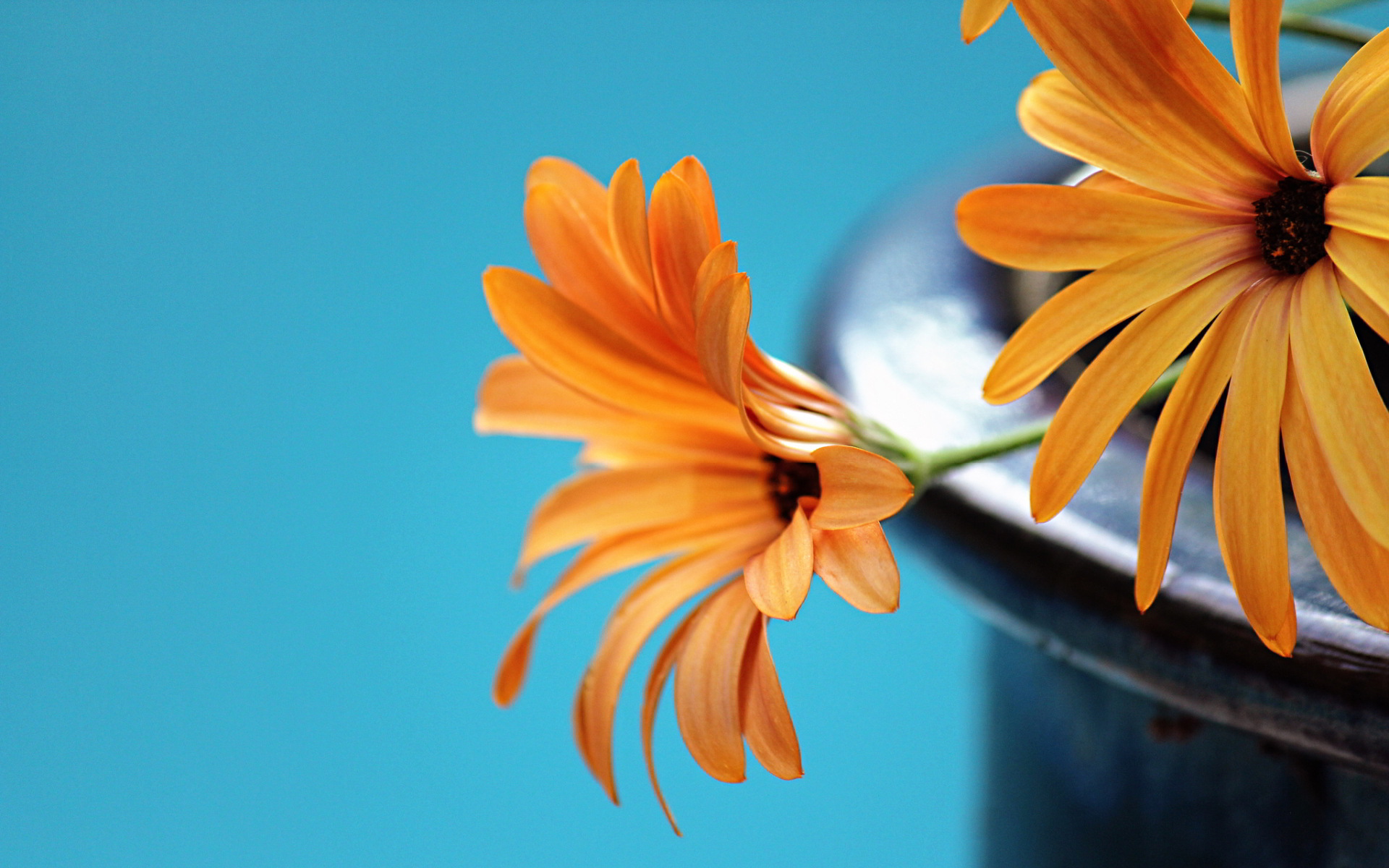 teal and orange wallpaper,flower,petal,orange,yellow,sky