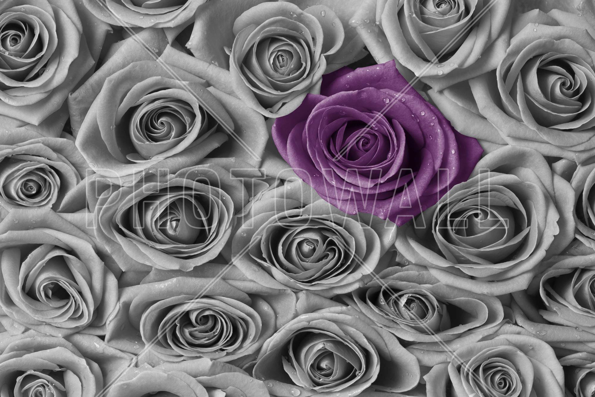 parete caratteristica della carta da parati viola,rosa,fiore,viola,viola,rose da giardino