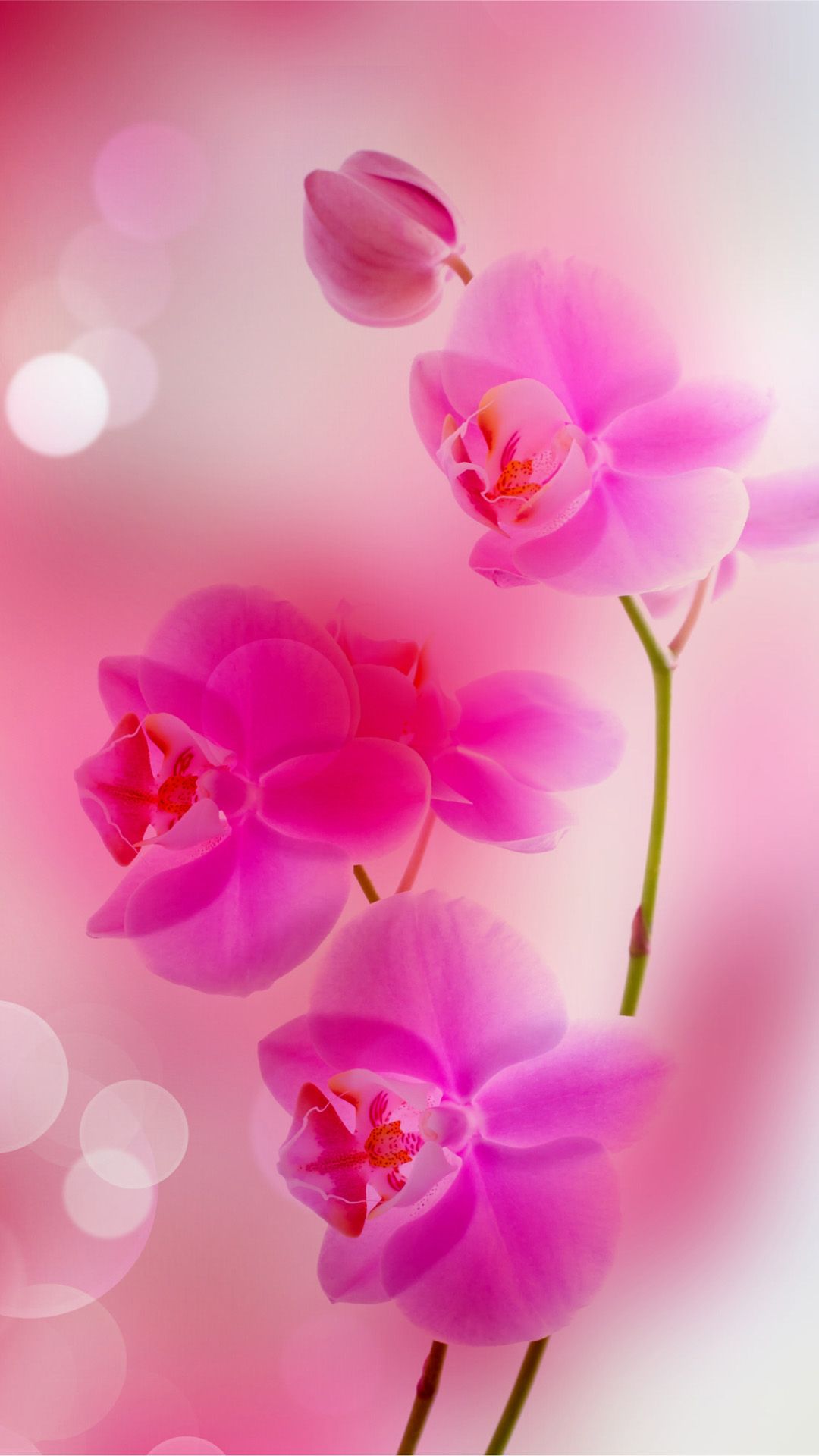 ピンクの壁紙b＆q,花,開花植物,花弁,ピンク,ガ蘭