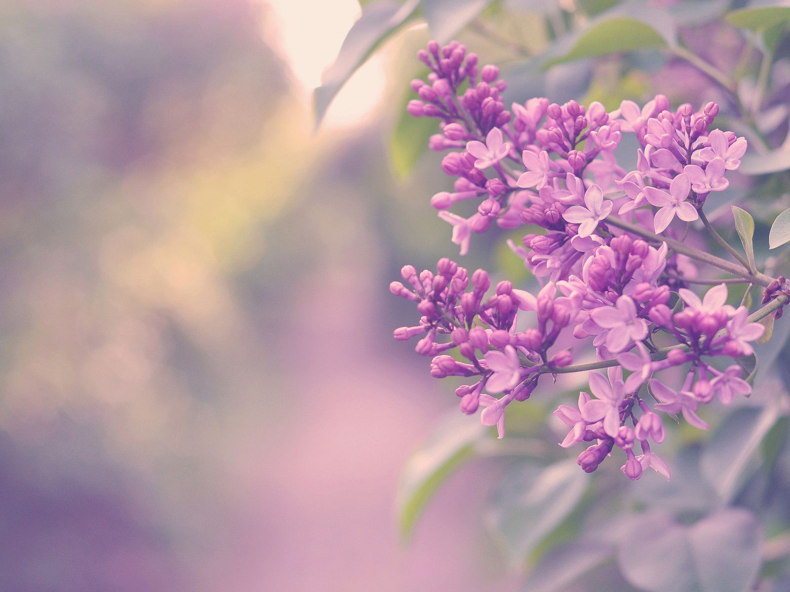 lilac wallpaper b&q,flower,flowering plant,lilac,lavender,purple