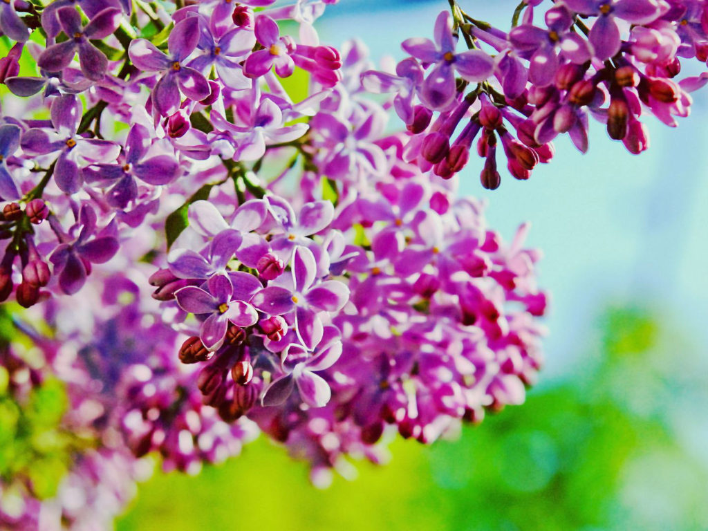 lilac wallpaper b&q,flower,flowering plant,lilac,lilac,plant