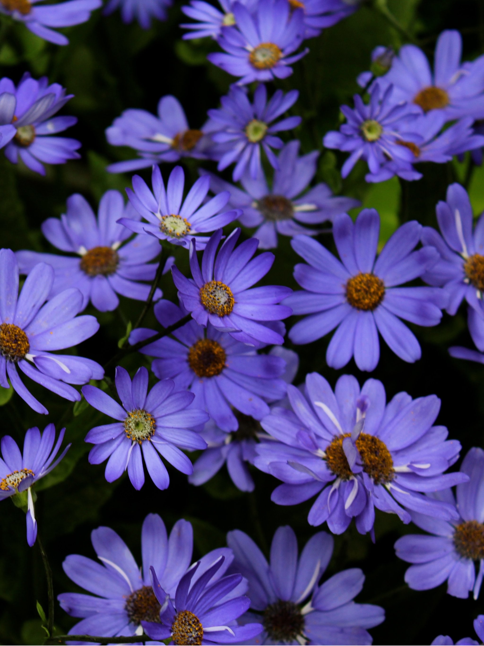 lilac wallpaper b&q,flower,flowering plant,aromatic aster,petal,plant