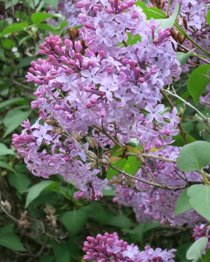 lilac wallpaper b&q,flower,flowering plant,lilac,plant,lilac