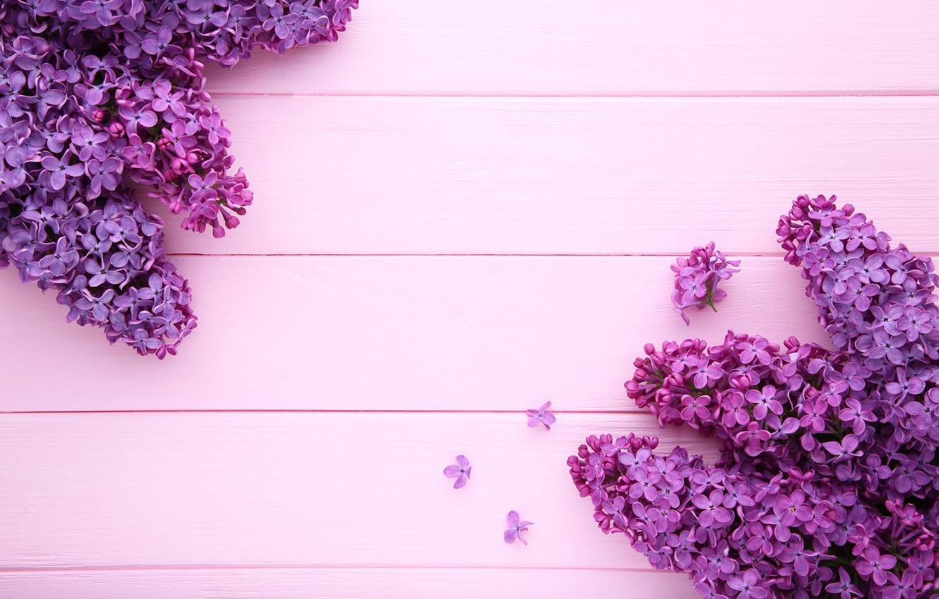 lilac wallpaper b&q,lilac,lavender,violet,purple,flower