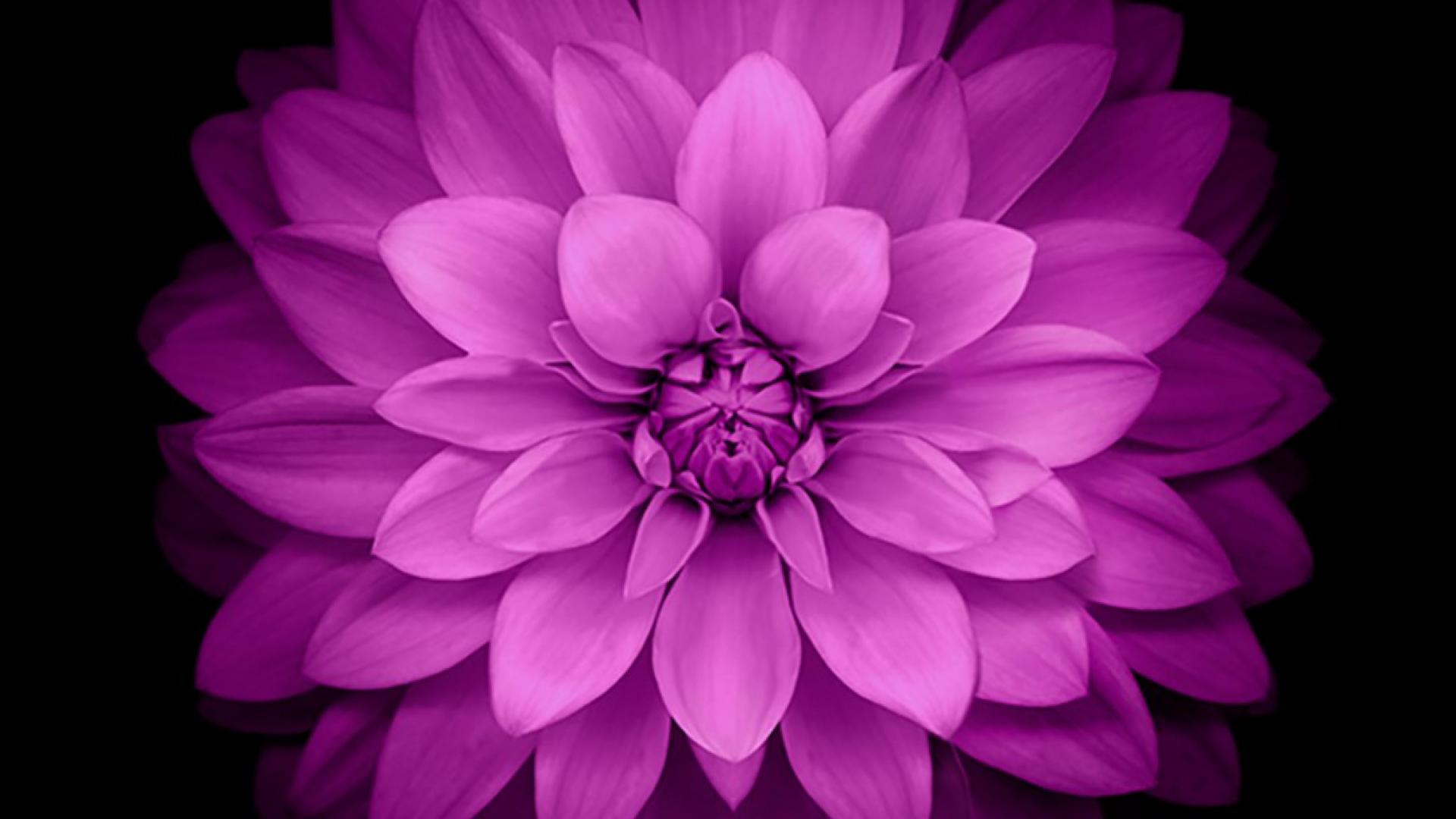 papel pintado lila b & q,flor,planta floreciendo,pétalo,rosado,dalia