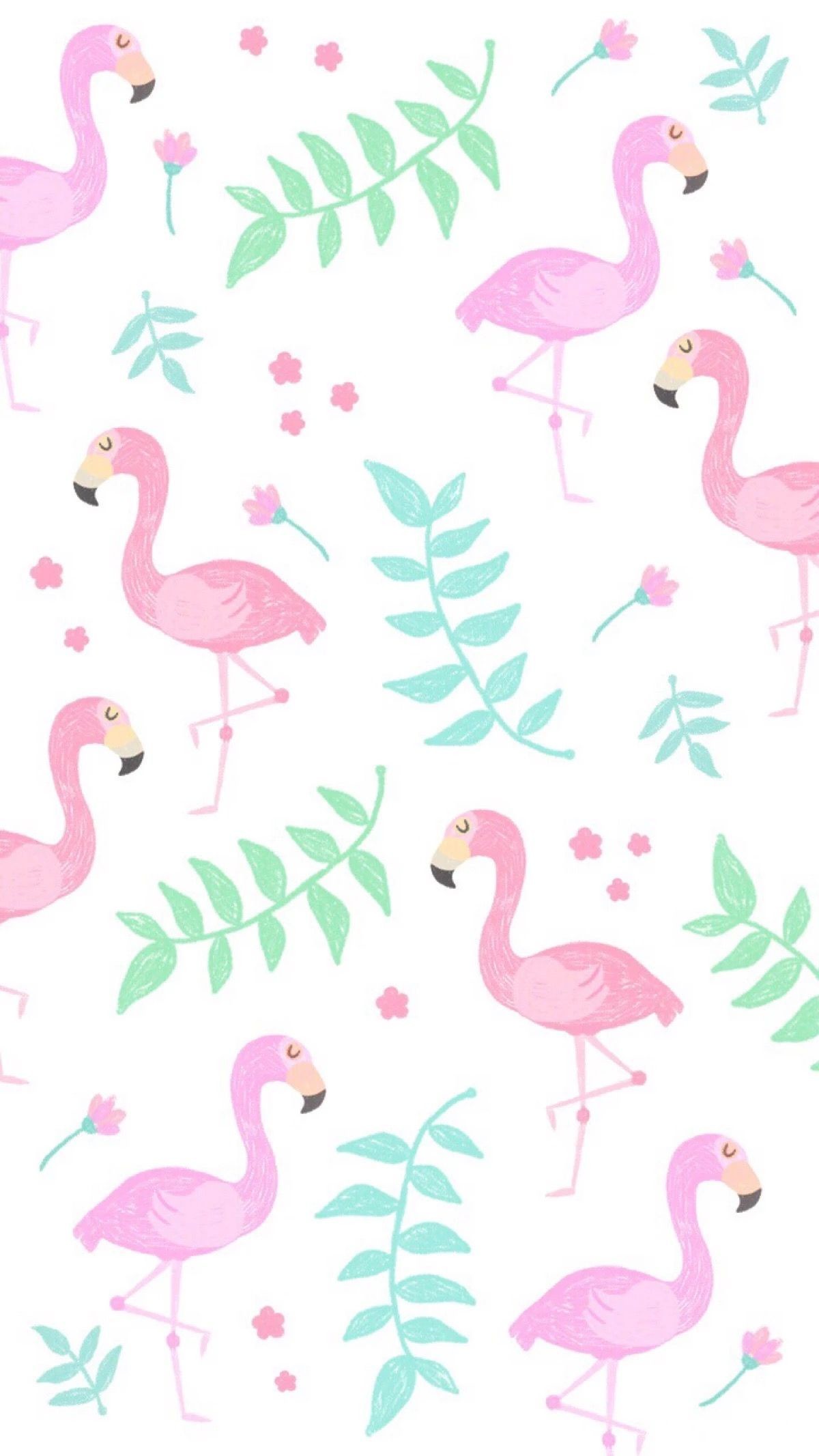 Flamingo Wallpaper B Q Flamingo Pink Bird Water Bird Greater Flamingo Wallpaperuse