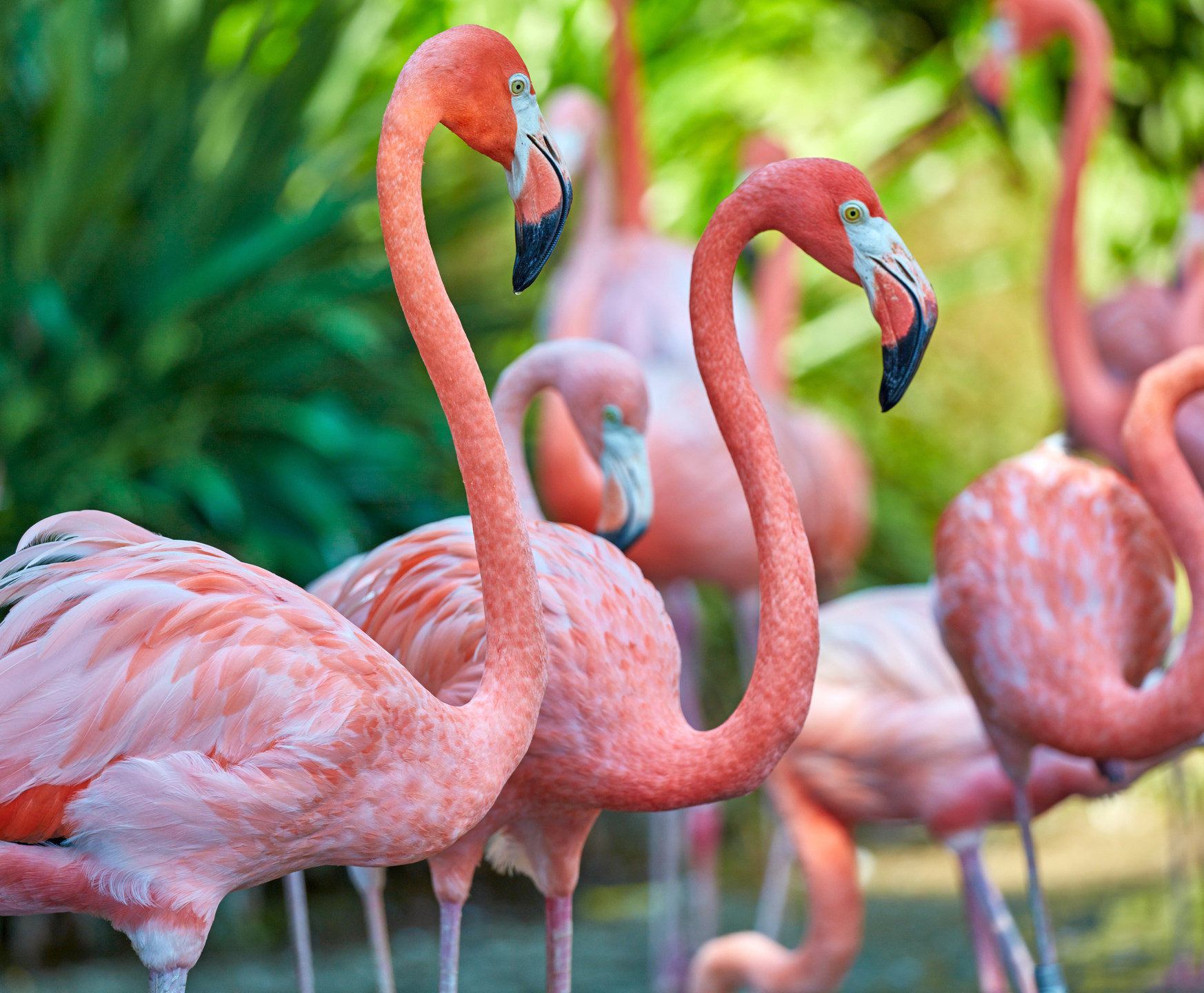 fond d'écran flamant rose b & q,flamant,oiseau,flamant rose,oiseau d'eau,rose