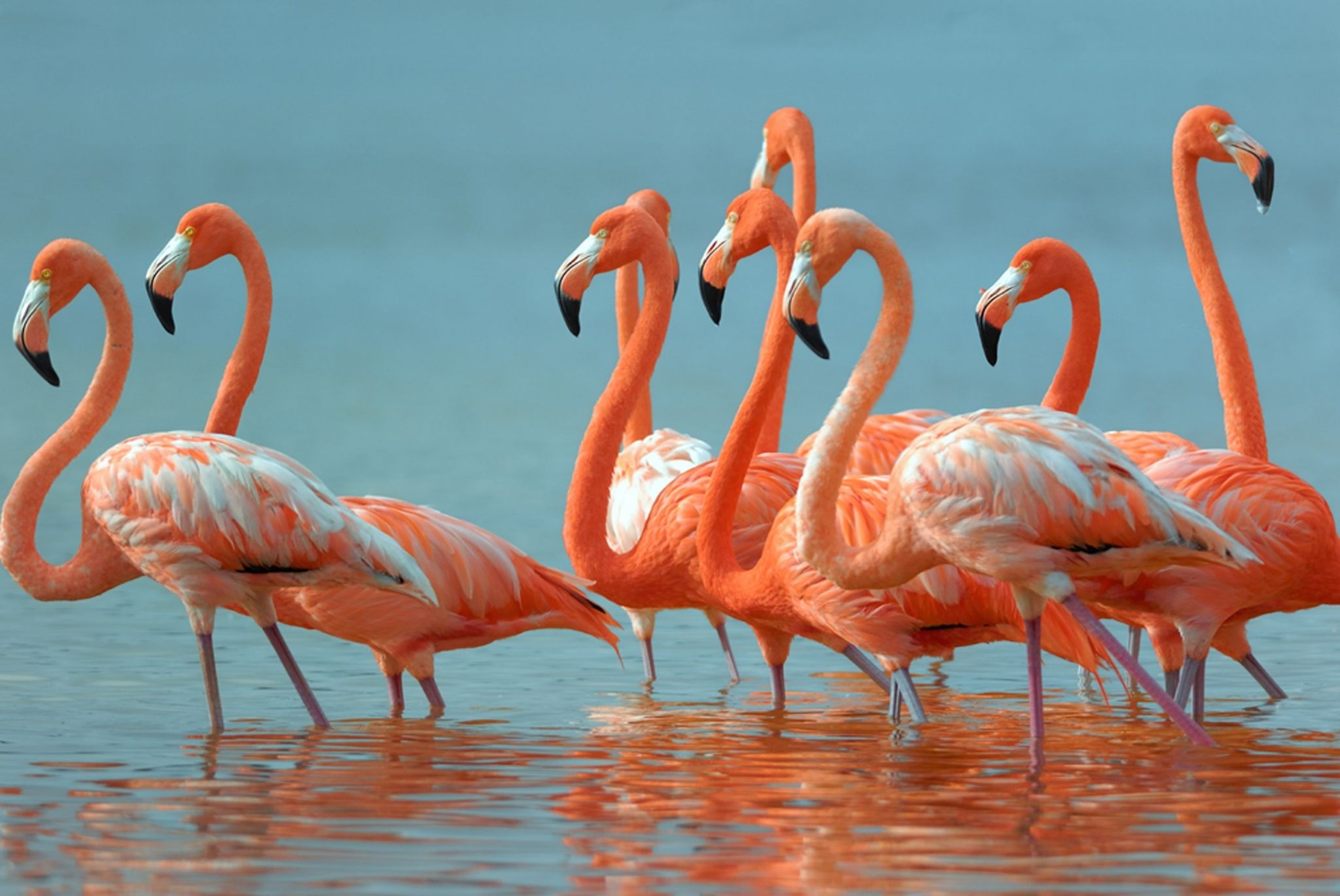 papel pintado flamingo b & q,pájaro,flamenco,flamenco mayor,ave acuática,fauna silvestre
