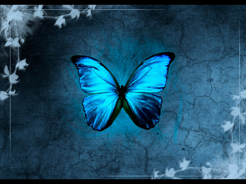 teal butterfly wallpaper,blue,butterfly,moths and butterflies,insect,azure