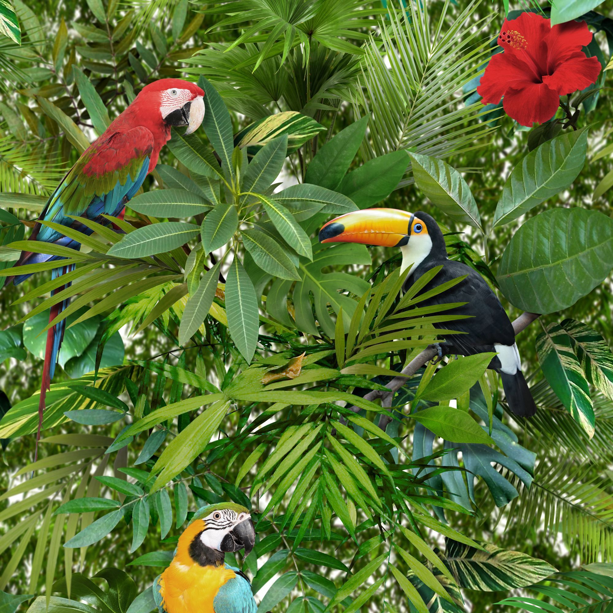 papier peint oiseau b et q,oiseau,plante,perroquet,toucan,forêt tropicale