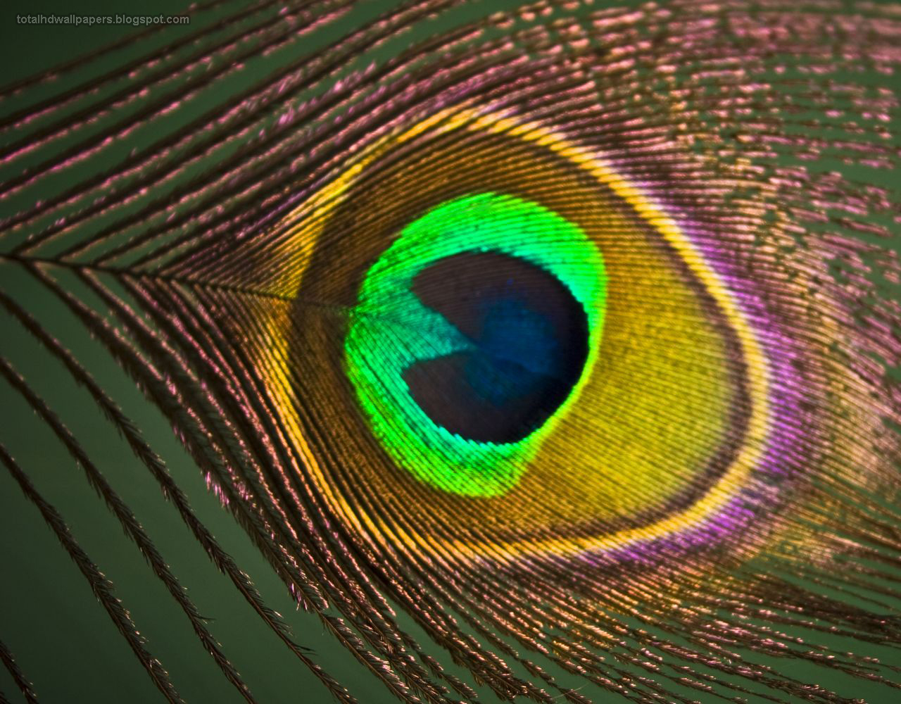 feather wallpaper b&q,feather,eye,close up,macro photography,circle