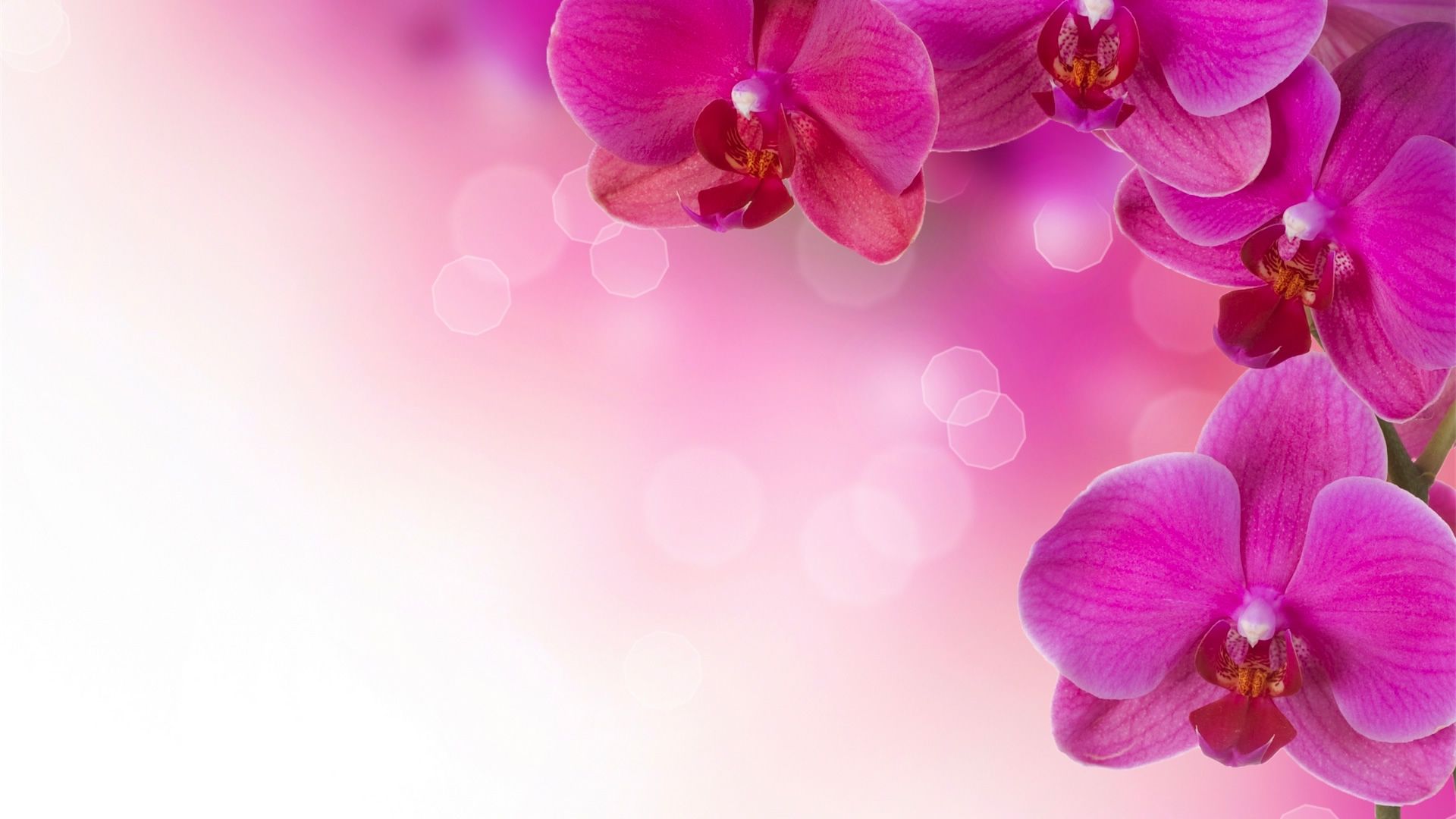 papier peint floral pas cher,pétale,rose,fleur,orchidée papillon,violet