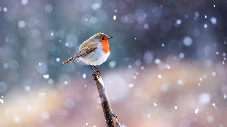 vogeltapete b & q,vogel,europäisches rotkehlchen,fliegenfänger der alten welt,tierwelt,singvogel