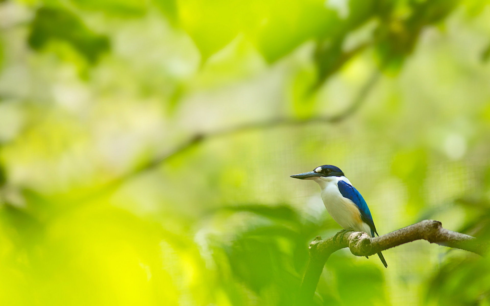 pájaro fondo de pantalla b & q,pájaro,verde,naturaleza,fauna silvestre,coraciiformes