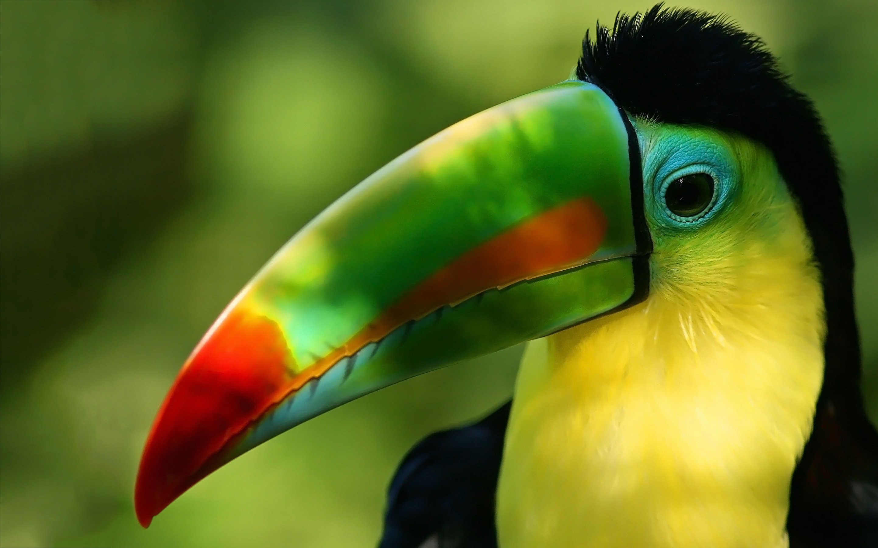 bird wallpaper b&q,toucan,beak,bird,piciformes,close up