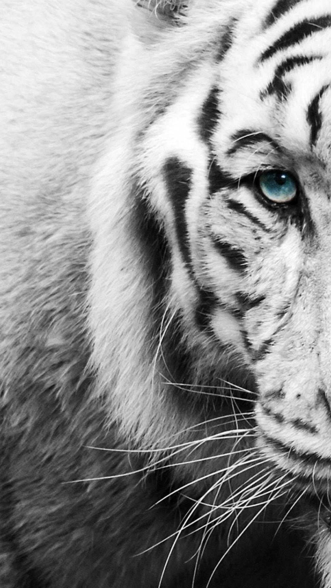 papier peint noir et blanc b & q,tigre,tigre du bengale,tigre de sibérie,félidés,moustaches
