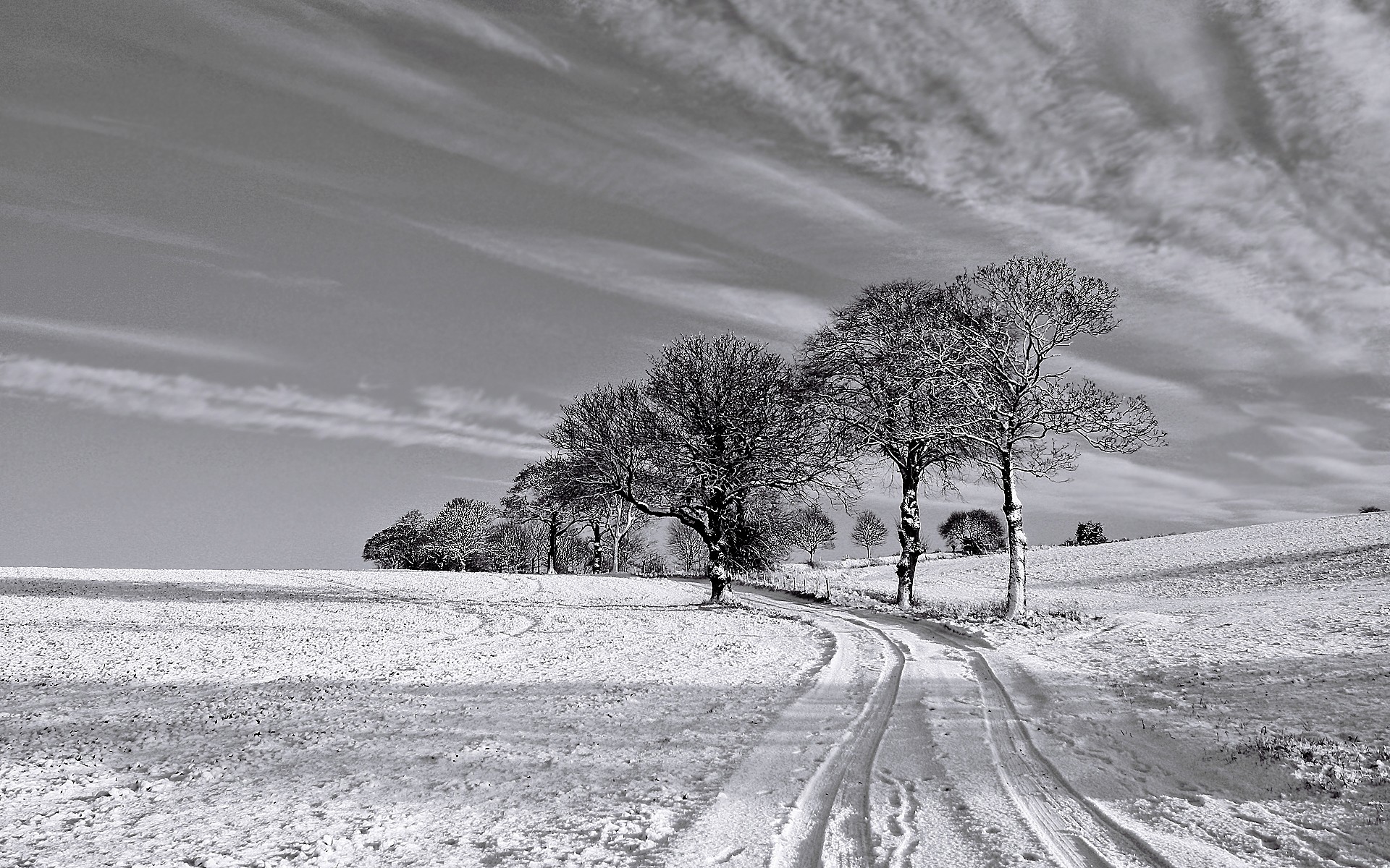 papel pintado blanco y negro b & q,nieve,blanco,invierno,árbol,naturaleza