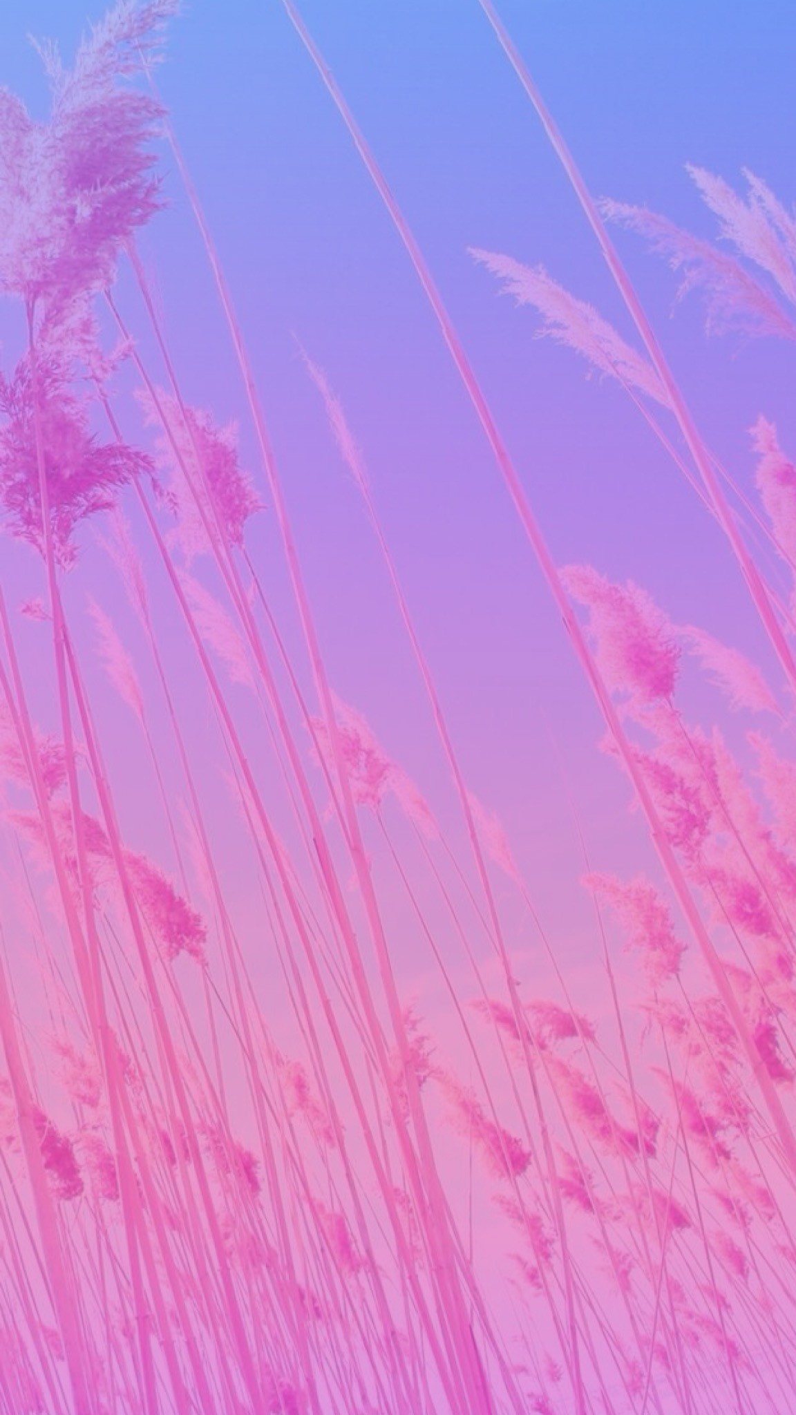 퍼플 벽지 b & q,분홍,제비꽃,보라색,하늘,무늬