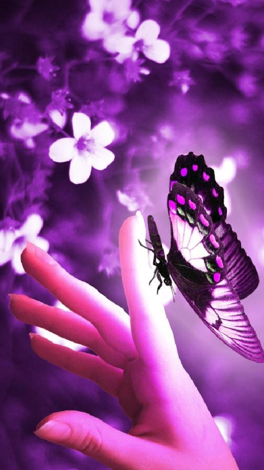 papier peint violet b & q,violet,violet,papillon,lavande,aile