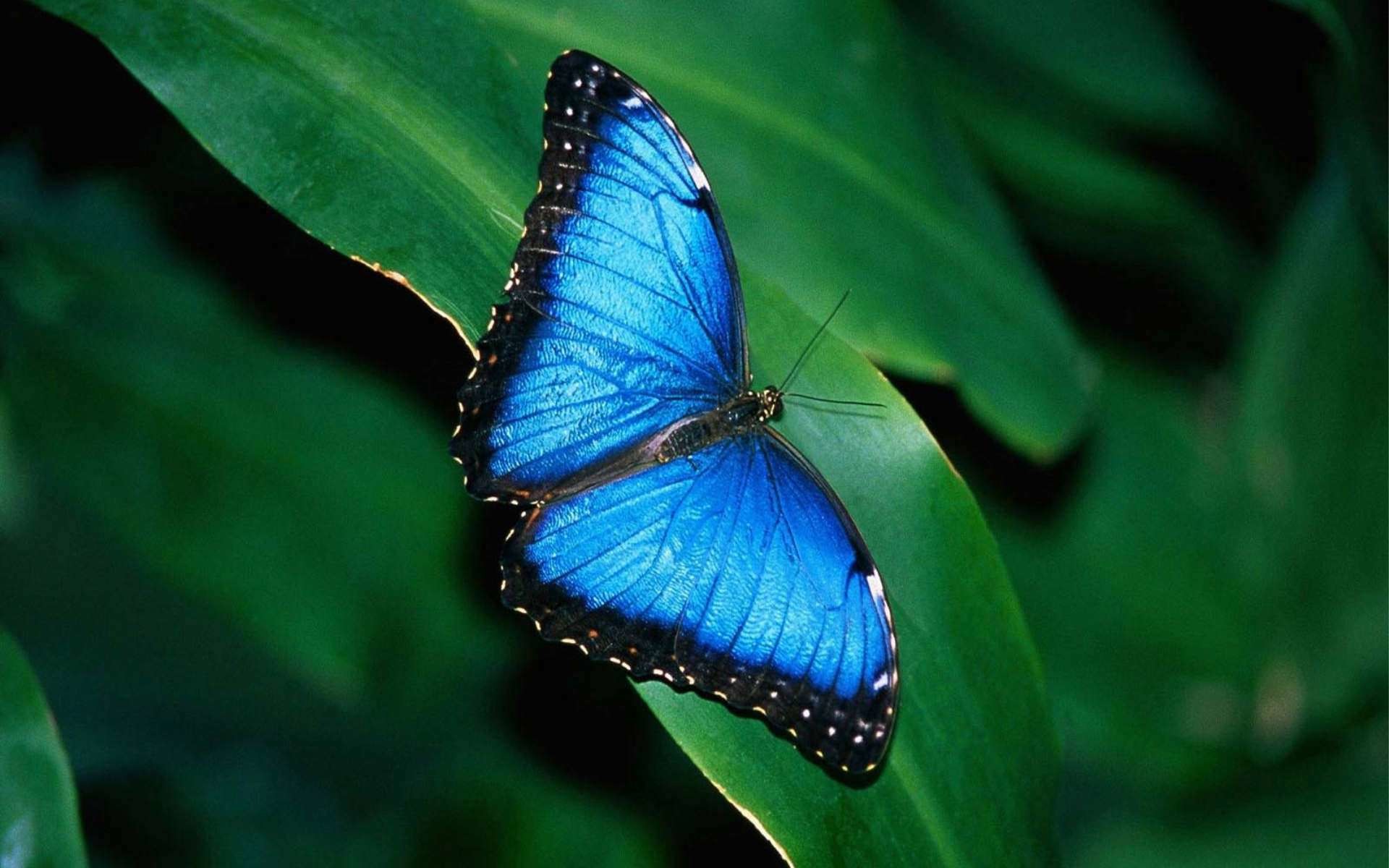 mariposa fondo de pantalla b & q,polillas y mariposas,mariposa,insecto,azul,invertebrado