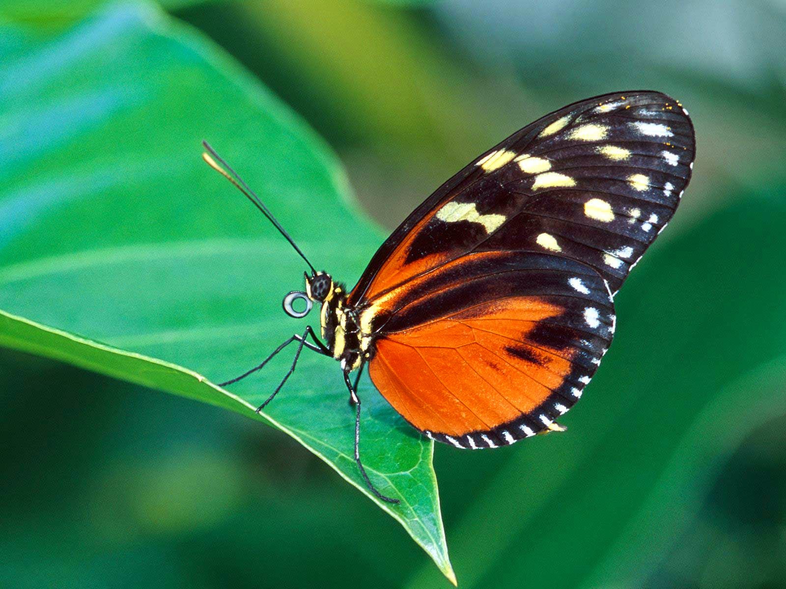 butterfly wallpaper b&q,moths and butterflies,butterfly,insect,invertebrate,nature