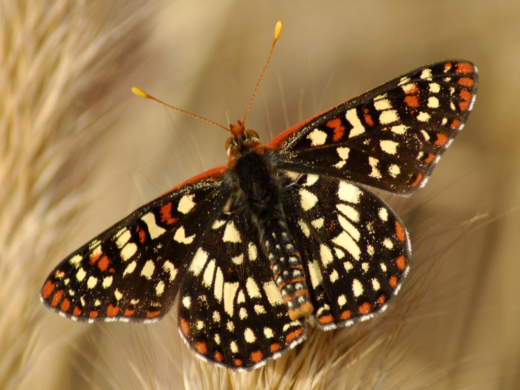 carta da parati farfalla per pareti,falene e farfalle,la farfalla,cynthia subgenus,insetto,invertebrato