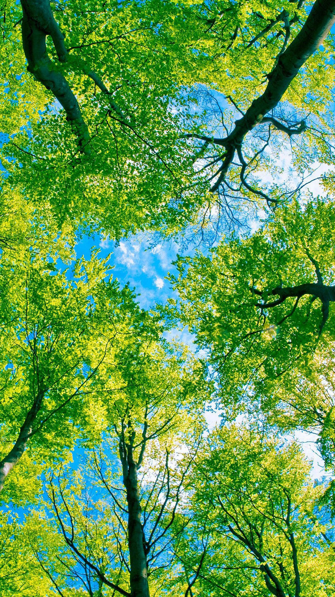 carta da parati albero b & q,albero,verde,natura,paesaggio naturale,cielo