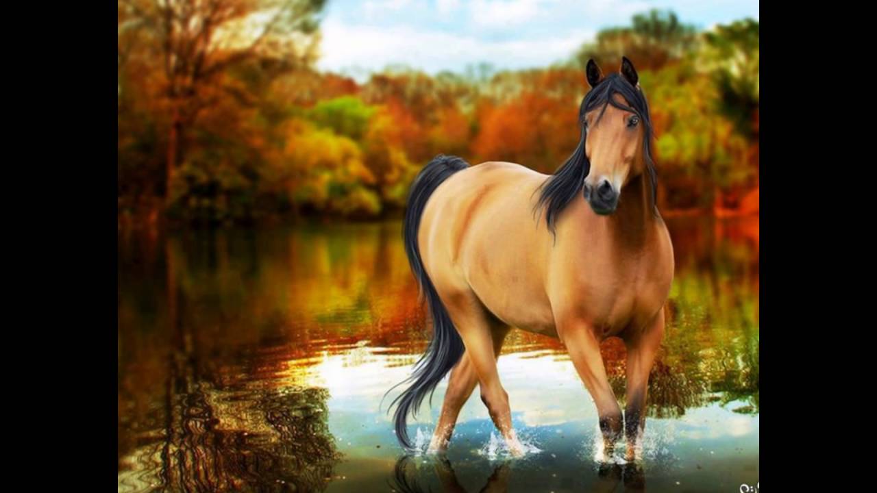fondo de pantalla,caballo,naturaleza,melena,mustang caballo,semental
