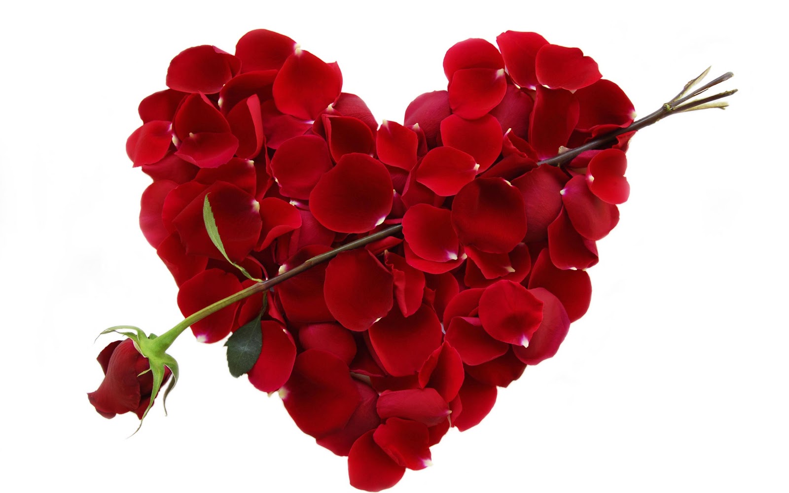 valentine heart pictures wallpaper,red,flower,petal,plant,cut flowers
