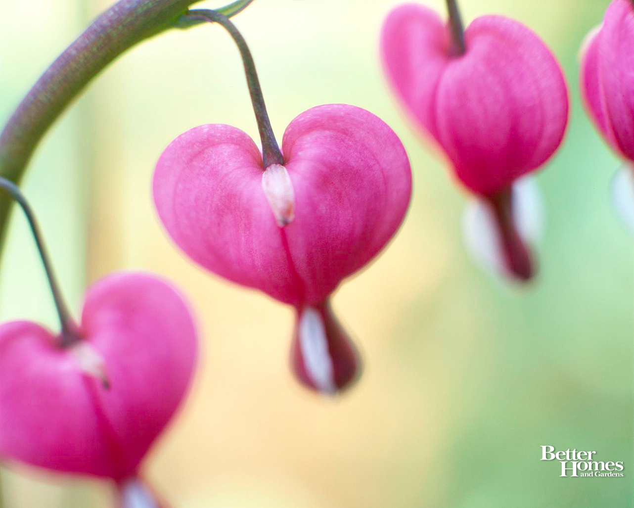 무료 발렌타인 라이브 배경 화면,심장,분홍,꽃잎,꽃,식물