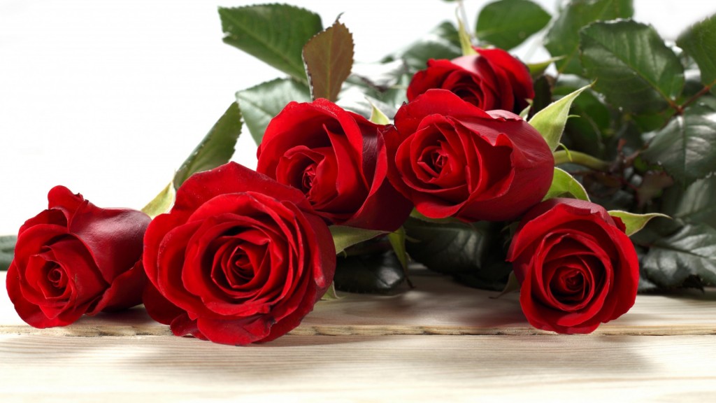 día de amor fondo de pantalla,flor,rojo,rosas de jardín,rosa,cortar flores