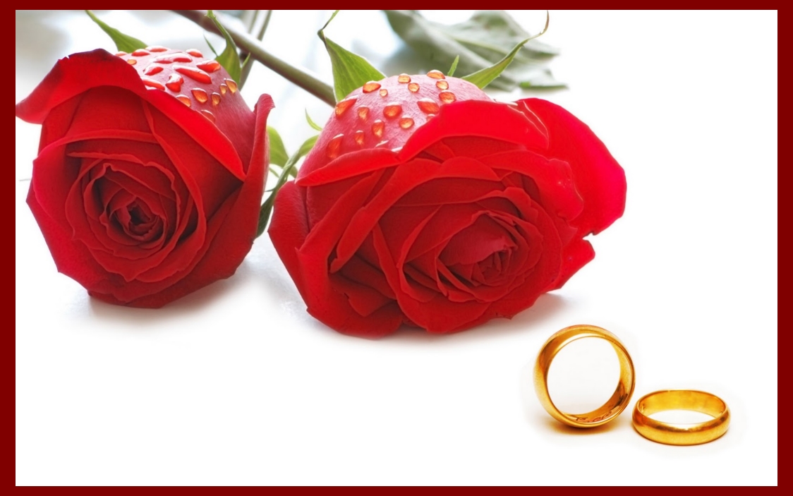 valentine day rose fondo de pantalla,rojo,rosas de jardín,rosa,flor,día de san valentín