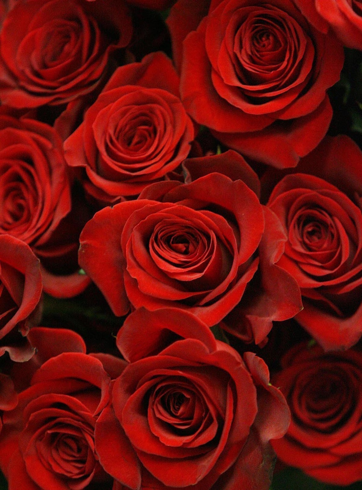 バレンタインデーのバラの壁紙,花,ローズ,庭のバラ,開花植物,赤