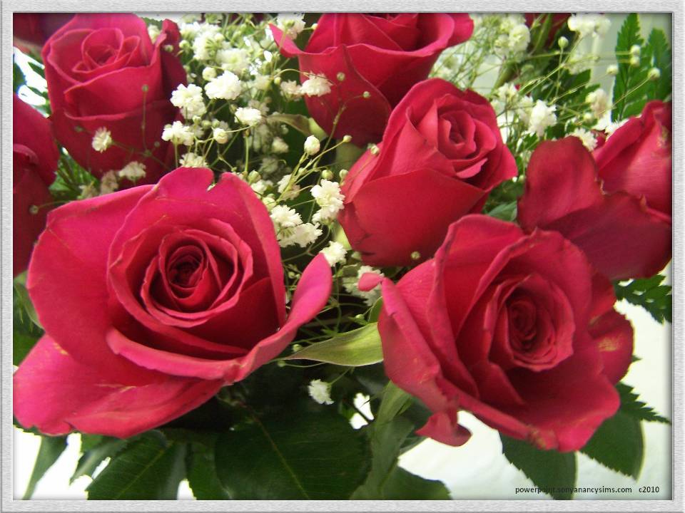 valentine day rose wallpaper,flower,rose,garden roses,flowering plant,bouquet