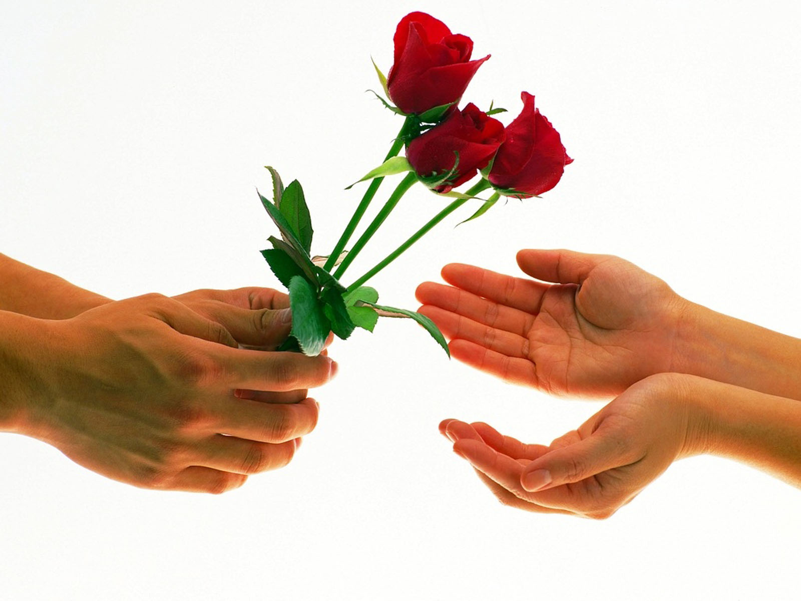 fond d'écran rose de la saint valentin,fleur,rouge,plante,fleurs coupées,main