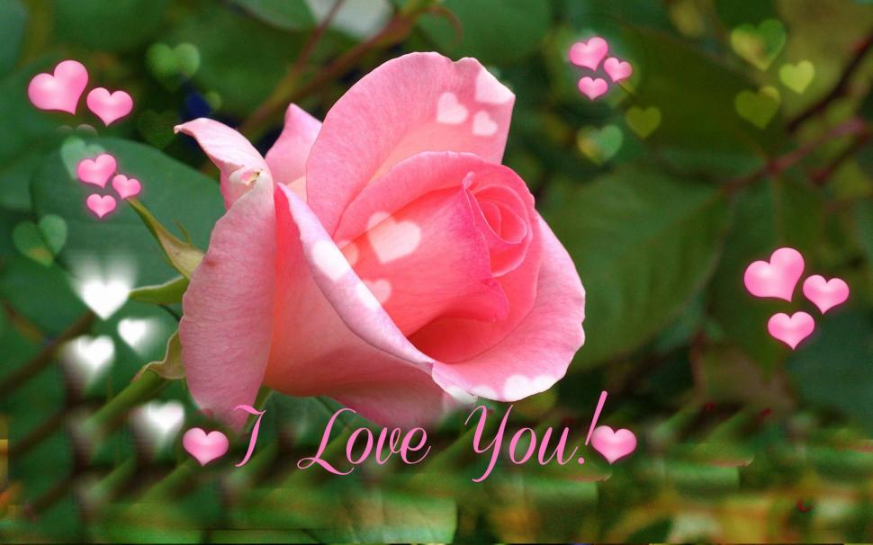 valentinstag rose tapete,blume,blühende pflanze,blütenblatt,rosa,gartenrosen
