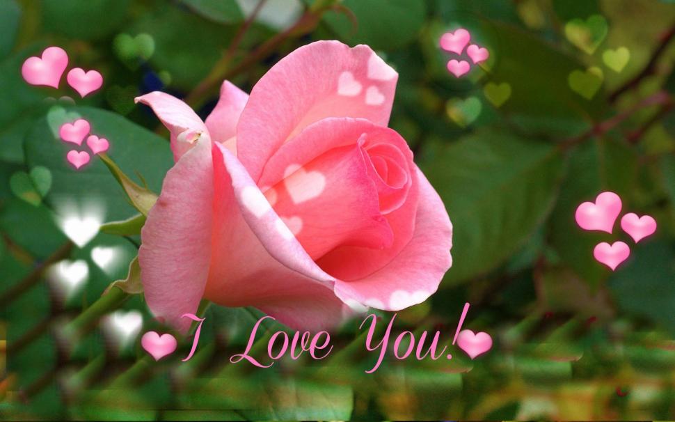 valentine day rose wallpaper,flower,flowering plant,petal,pink,garden roses