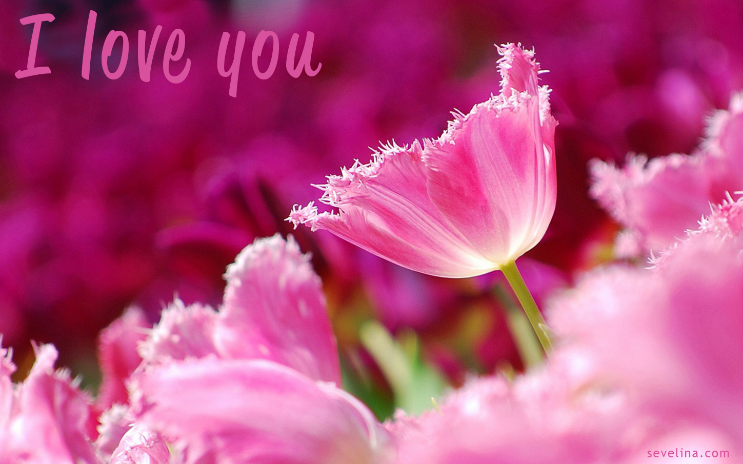 valentinstag romantische tapete,blühende pflanze,blume,rosa,blütenblatt,pflanze